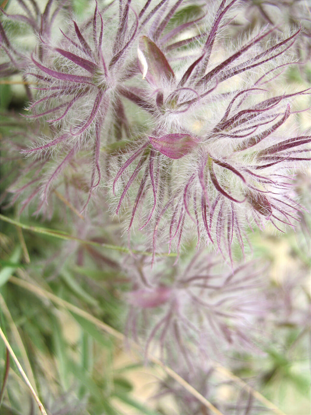 A delicate study of Clematis seed heads, where intricate forms, fine textures, and subtle purple tones create an almost otherworldly botanical portrait. Photographed in Farahzad, Tehran, Iran, in 2006.