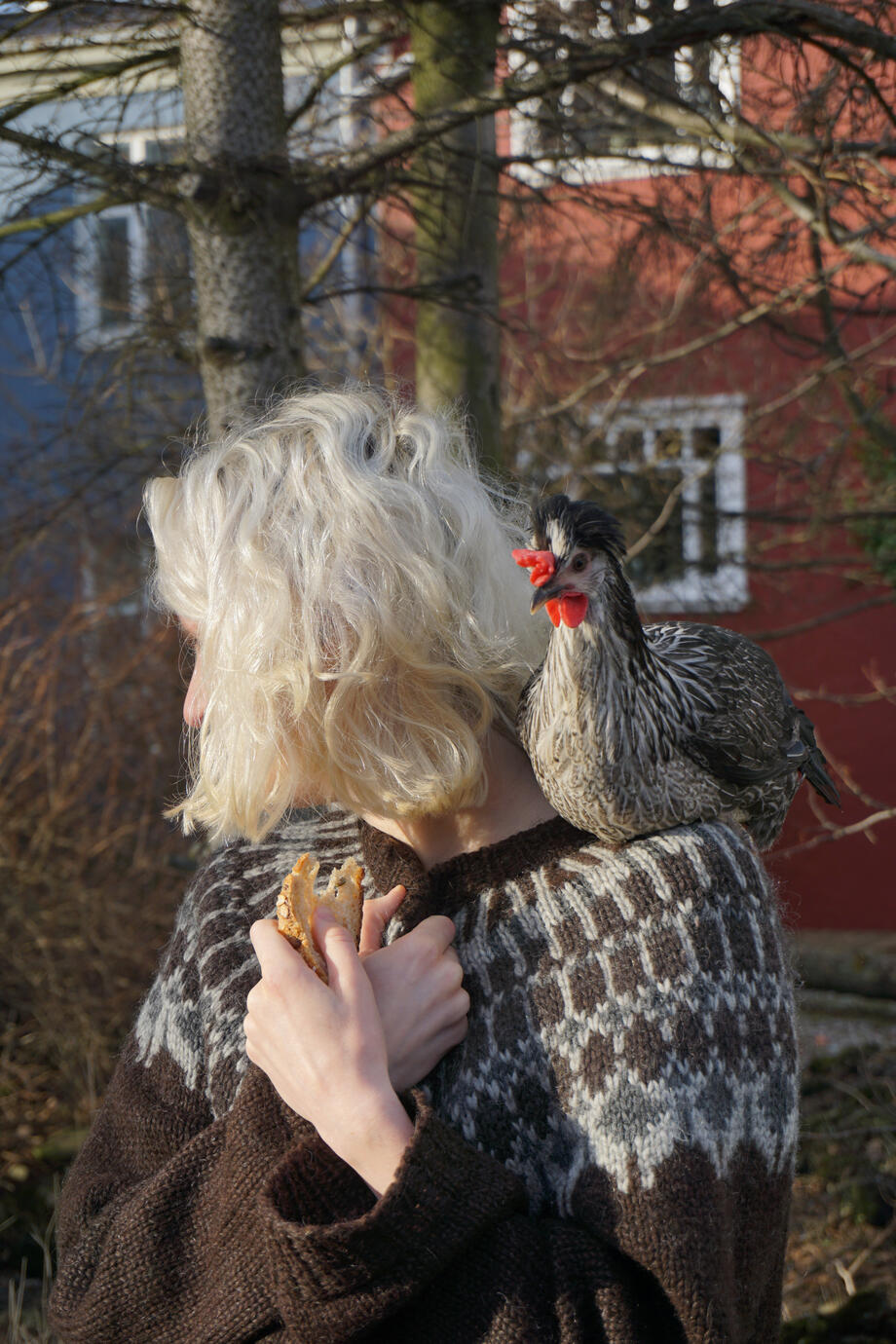 A charming winter moment in Reykjavík, where a beloved chicken rests comfortably on its owner's shoulder. Set against colourful Icelandic buildings and bare trees, the unexpected companionship creates a warm, intimate and playful portrait.