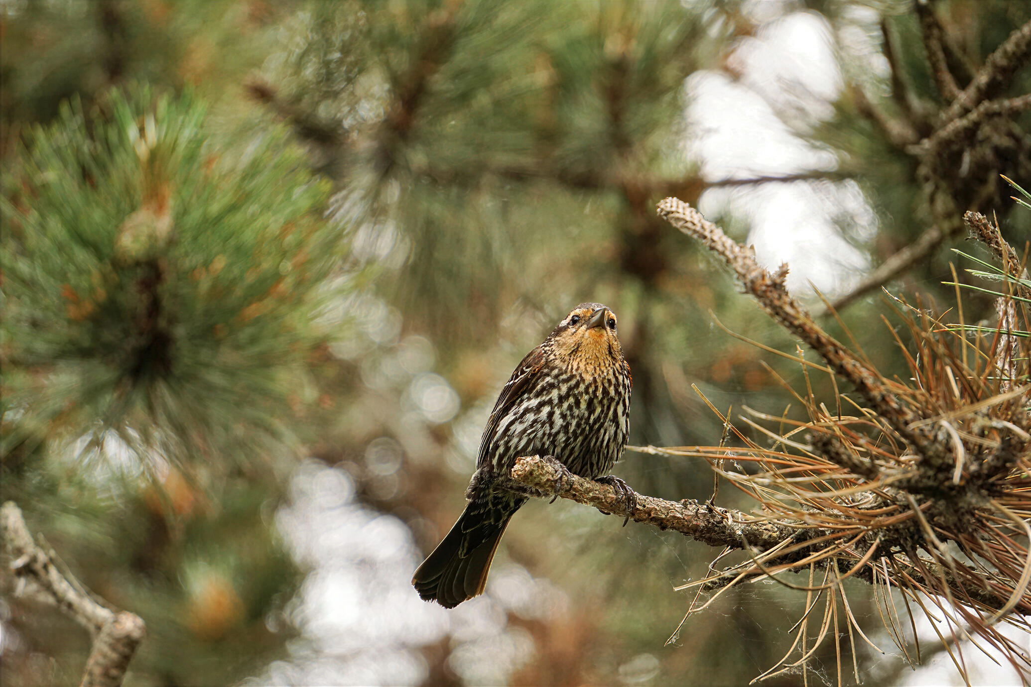 A Rose-breasted Grosbeak perched quietly among the pine branches in Ontario, Canada. Soft natural light, warm tones and a dreamy forest background create a peaceful and intimate wildlife portrait.