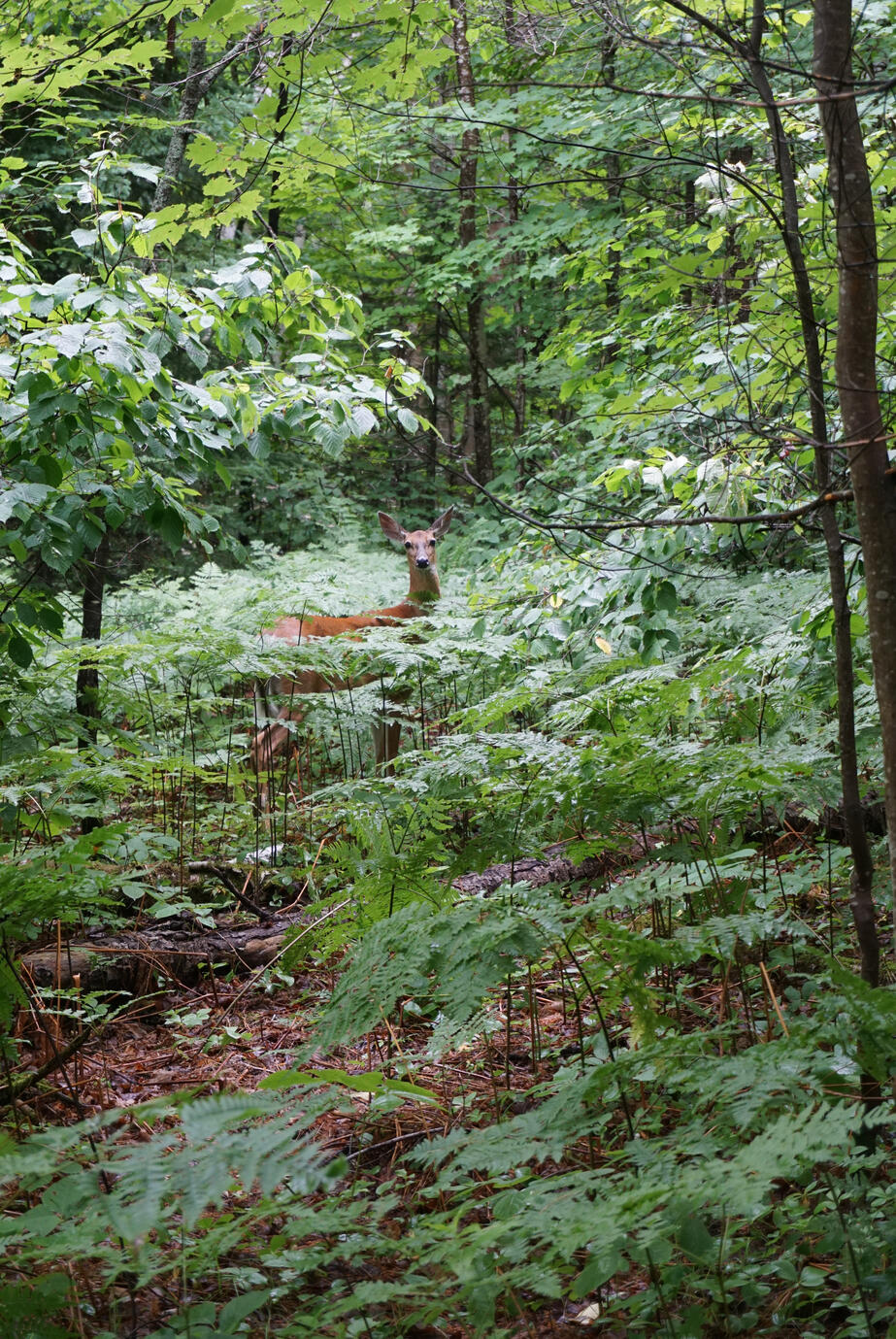 A quiet woodland moment as a white-tailed deer rests among the ferns and dense greenery of Arrowhead Provincial Park in Ontario. Surrounded by layers of forest foliage, the deer blends naturally into its peaceful summer habitat.
