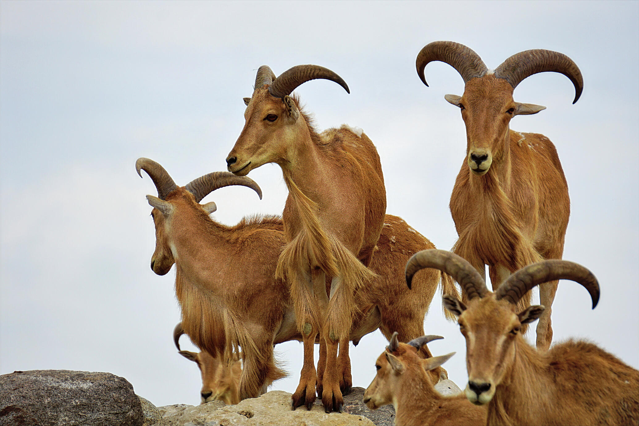 A striking group of Barbary sheep gathered together on a rocky outcrop at African Lion Safari in Ontario. Their sweeping horns, warm earthy tones and varied expressions create a powerful and sculptural wildlife portrait.