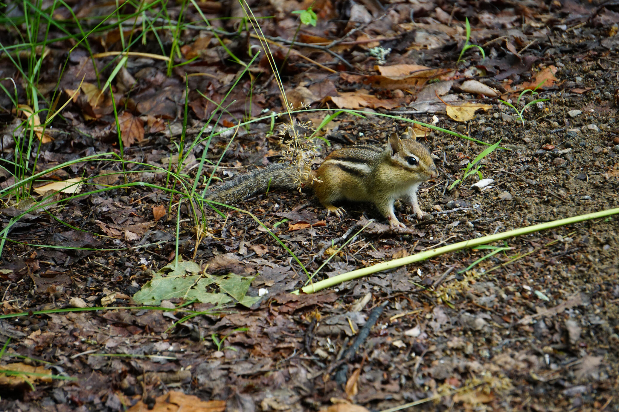 A curious chipmunk pauses on the forest floor at Arrowhead Provincial Park in Ontario, surrounded by fallen leaves, grasses and woodland textures. A quiet moment capturing the alert and playful character of wildlife in its natural surroundings.